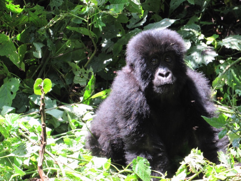 Young mountain gorilla